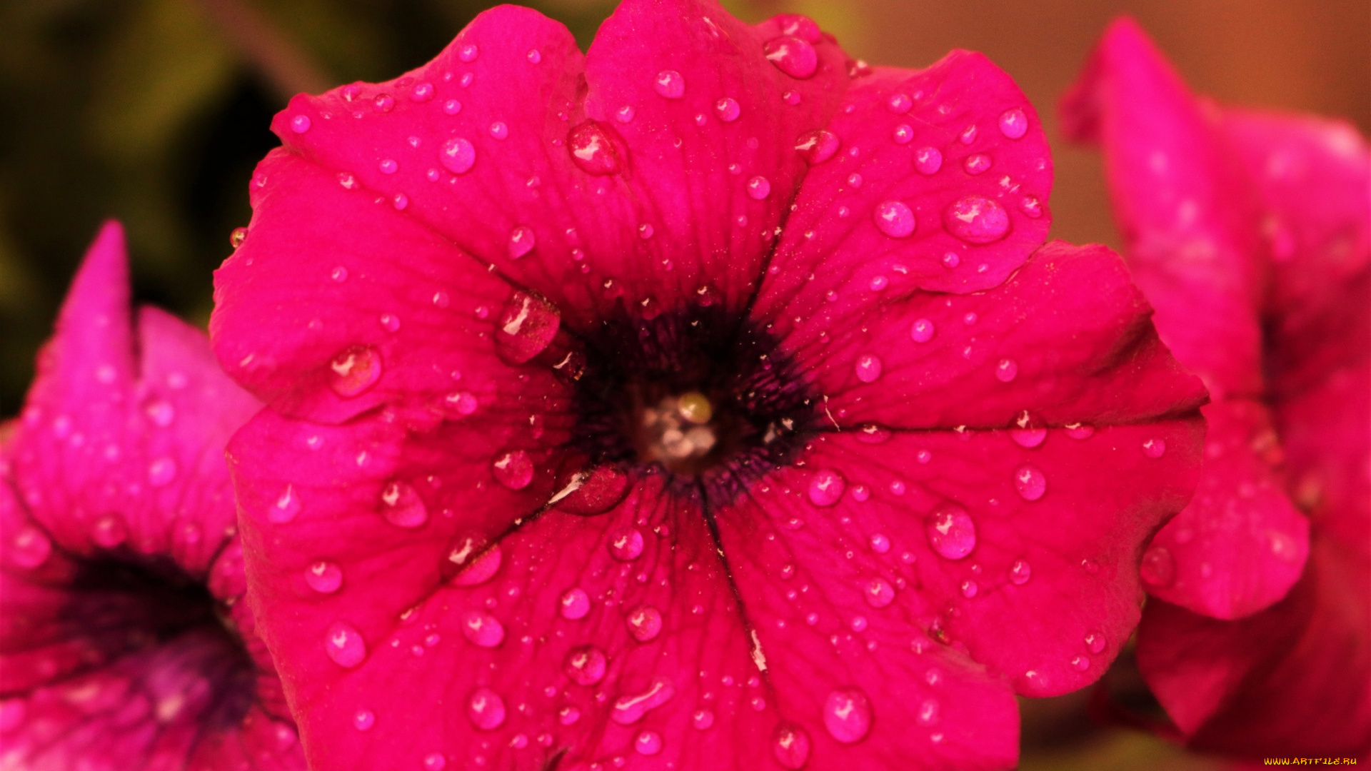 цветы, петунии, , калибрахоа, розовая, петуния, макро, капли