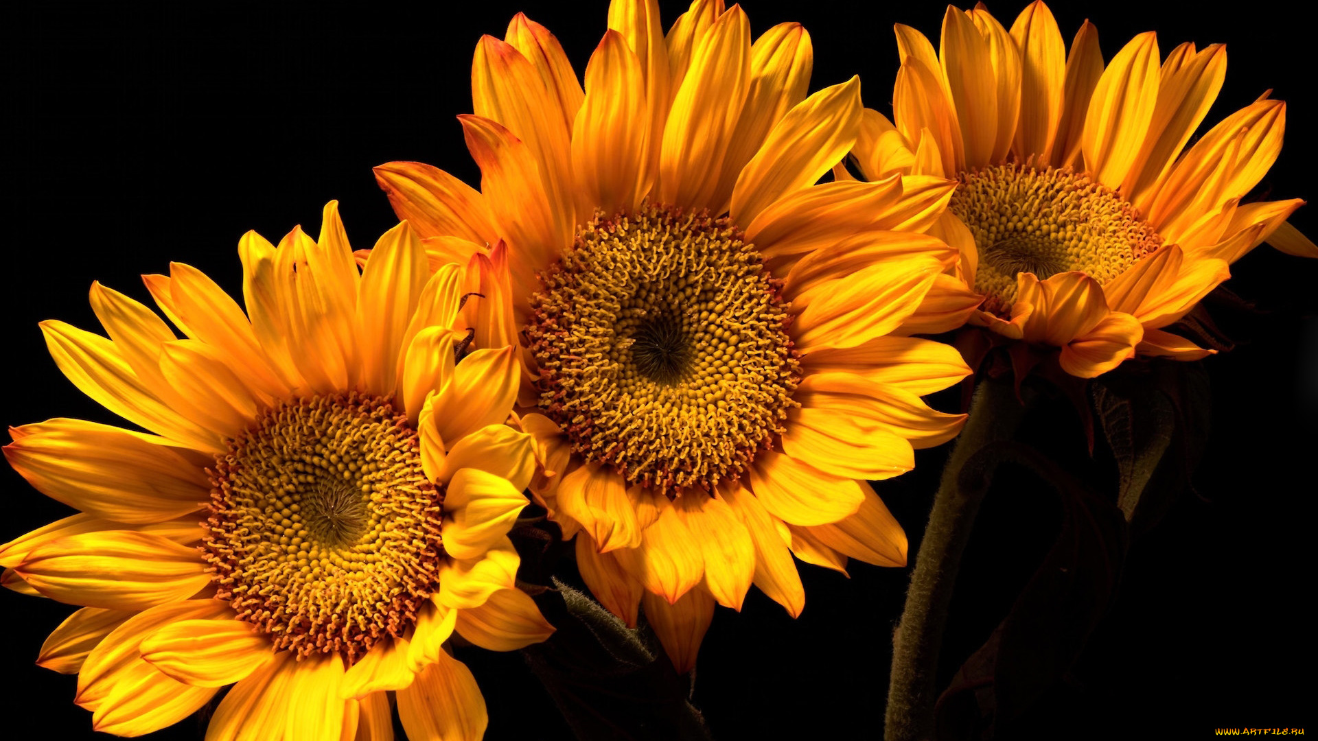 цветы, подсолнухи, желтые, макро, трио