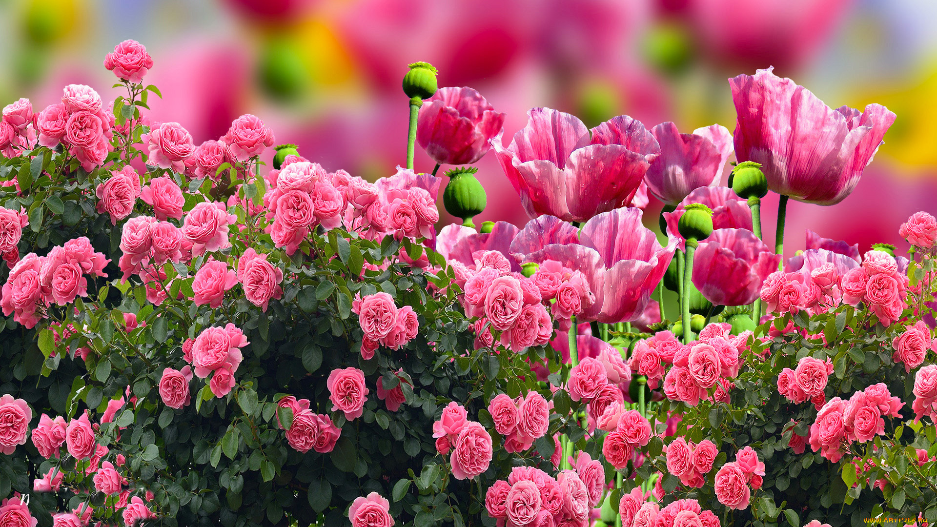 цветы, разные, вместе, розы, маки