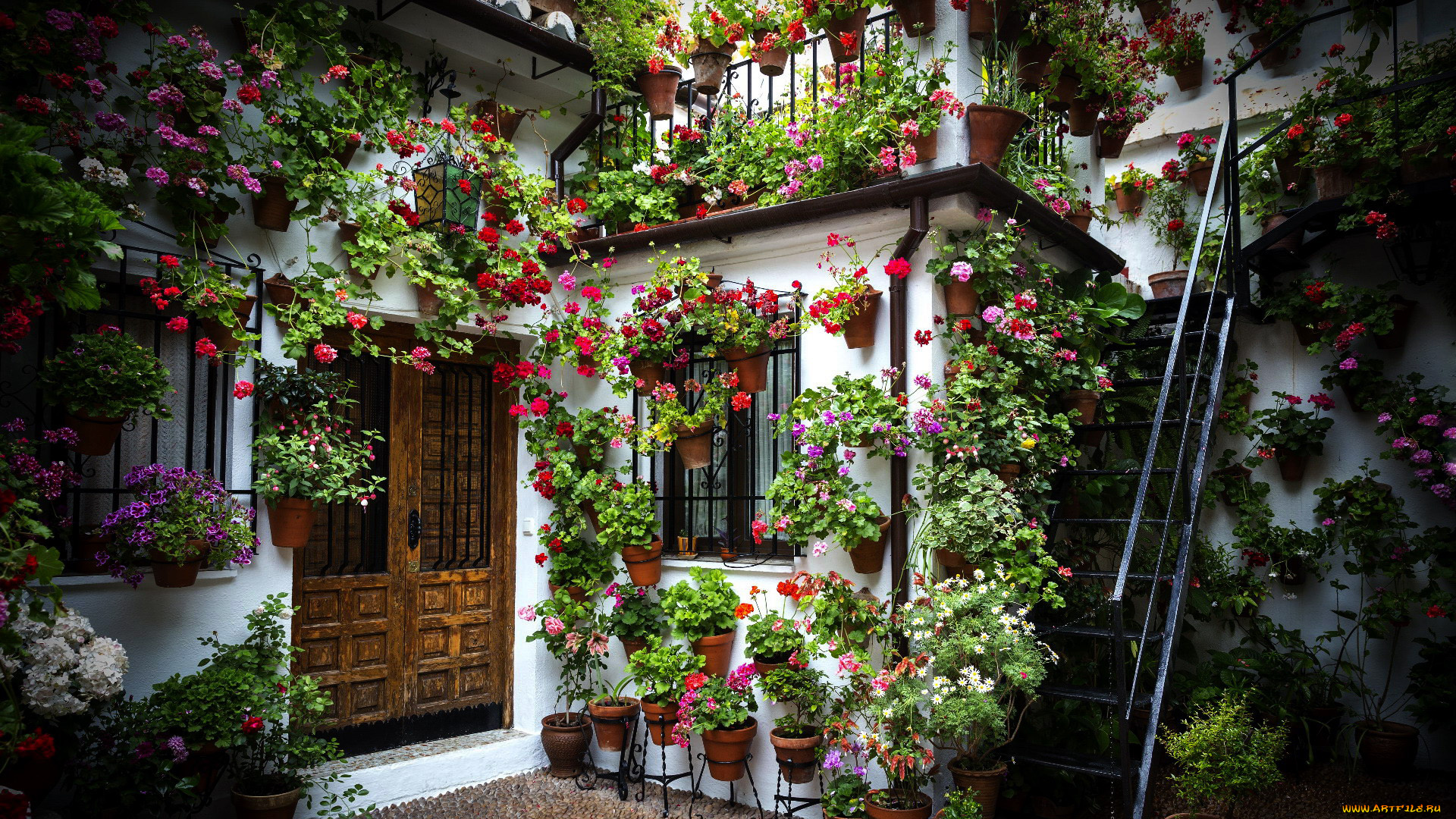 цветы, разные, вместе, вазоны