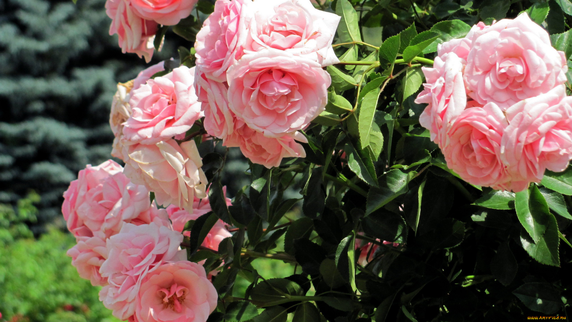 цветы, розы, куст, розовые