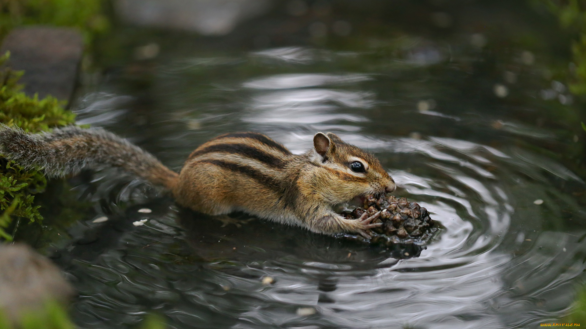животные, бурундуки, бурундук, семейство, беличьих, грызун, природа