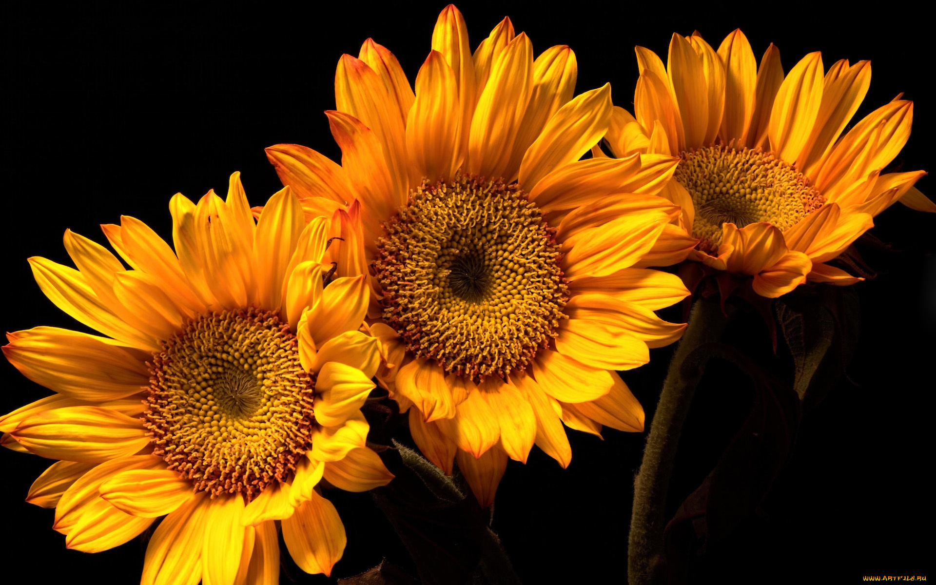 цветы, подсолнухи, желтые, макро, трио