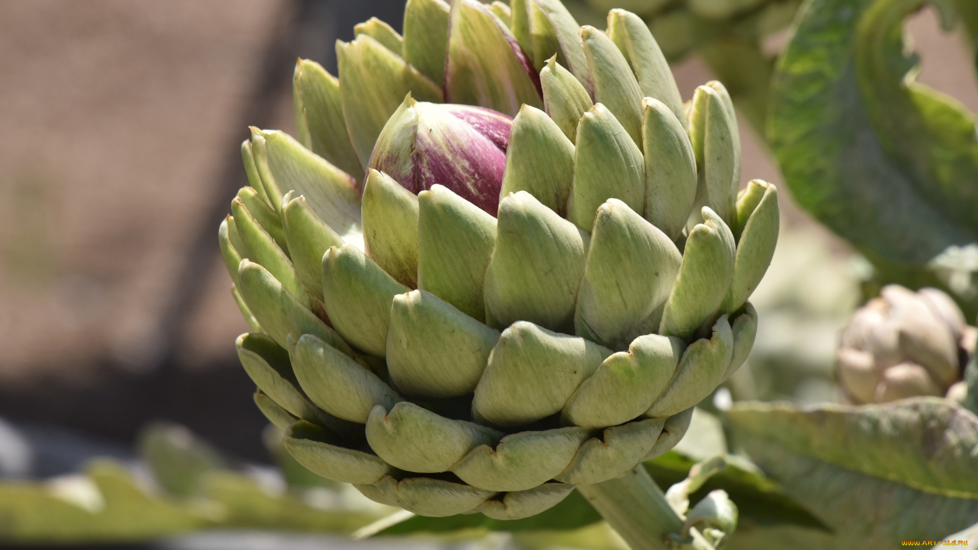 природа, плоды, артишок