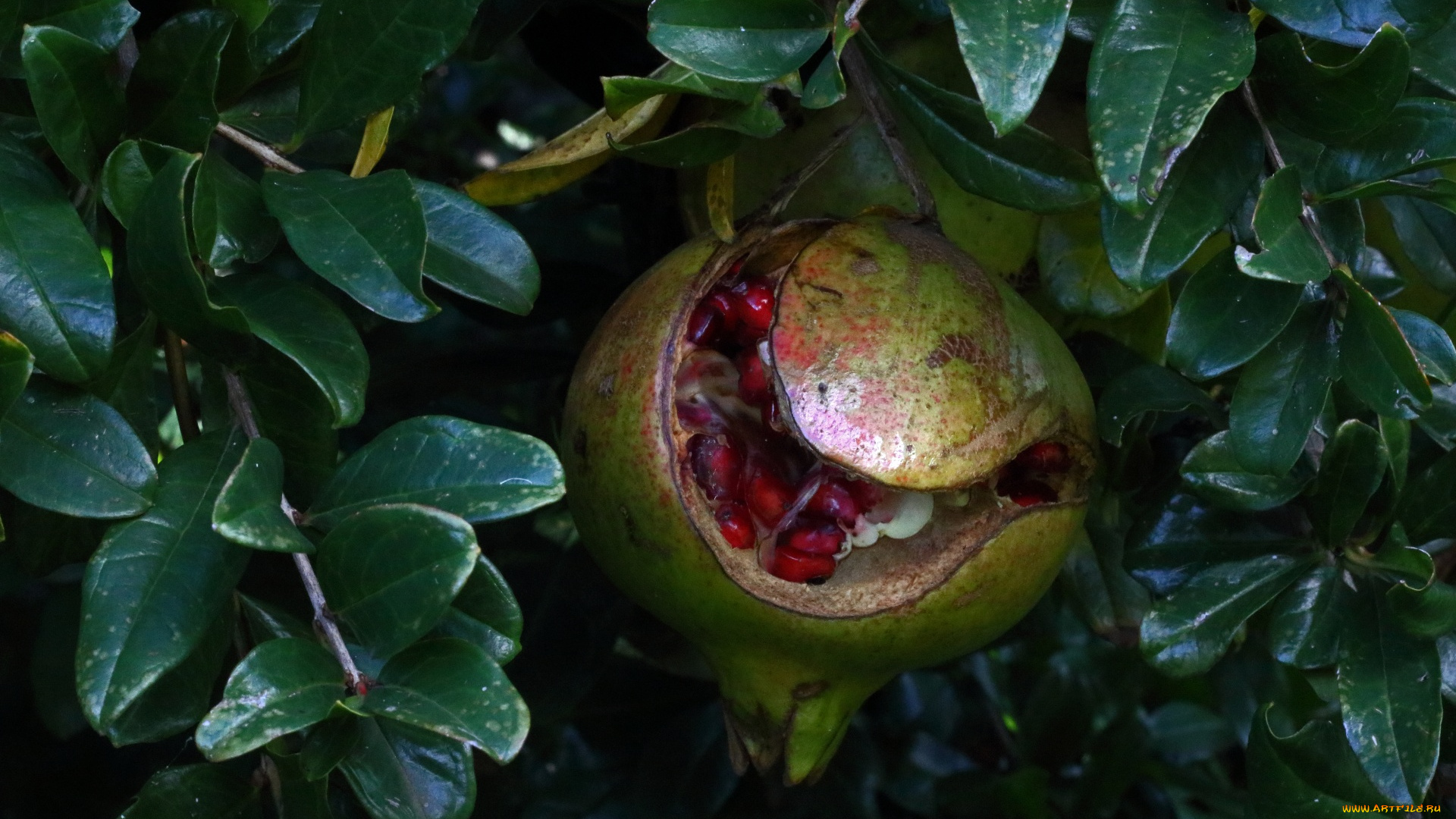 природа, плоды, гранат