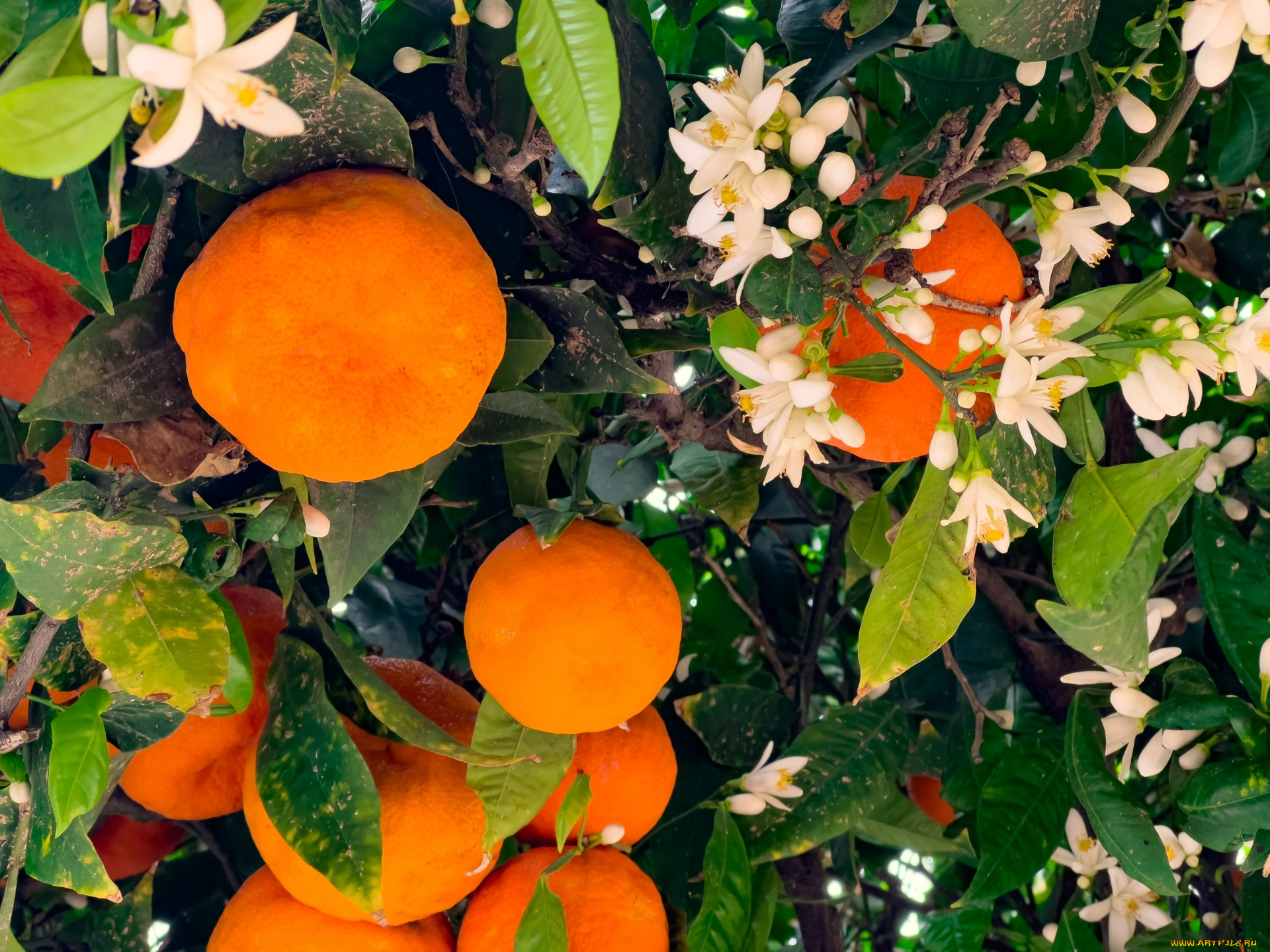 природа, плоды, апельсины