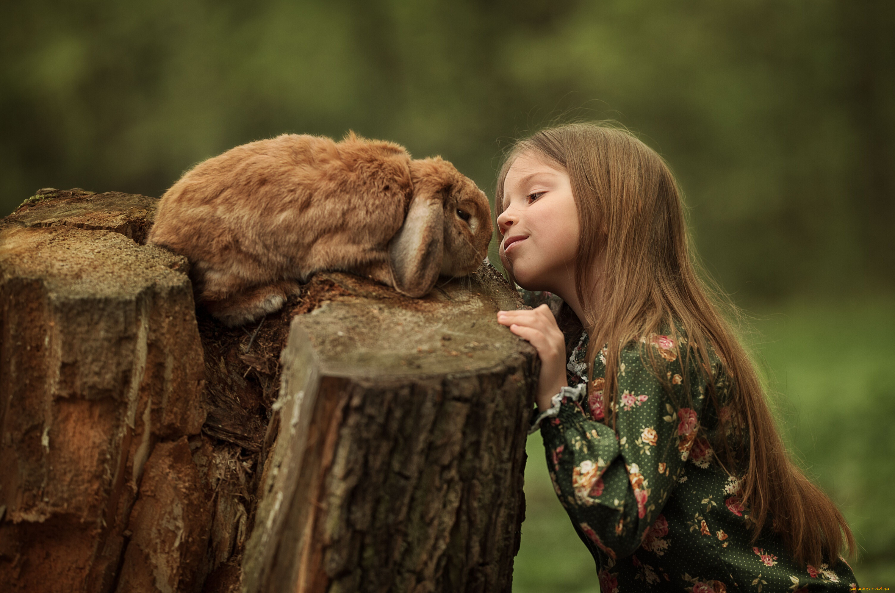 разное, дети, кролик, пень, девочка, рыжая