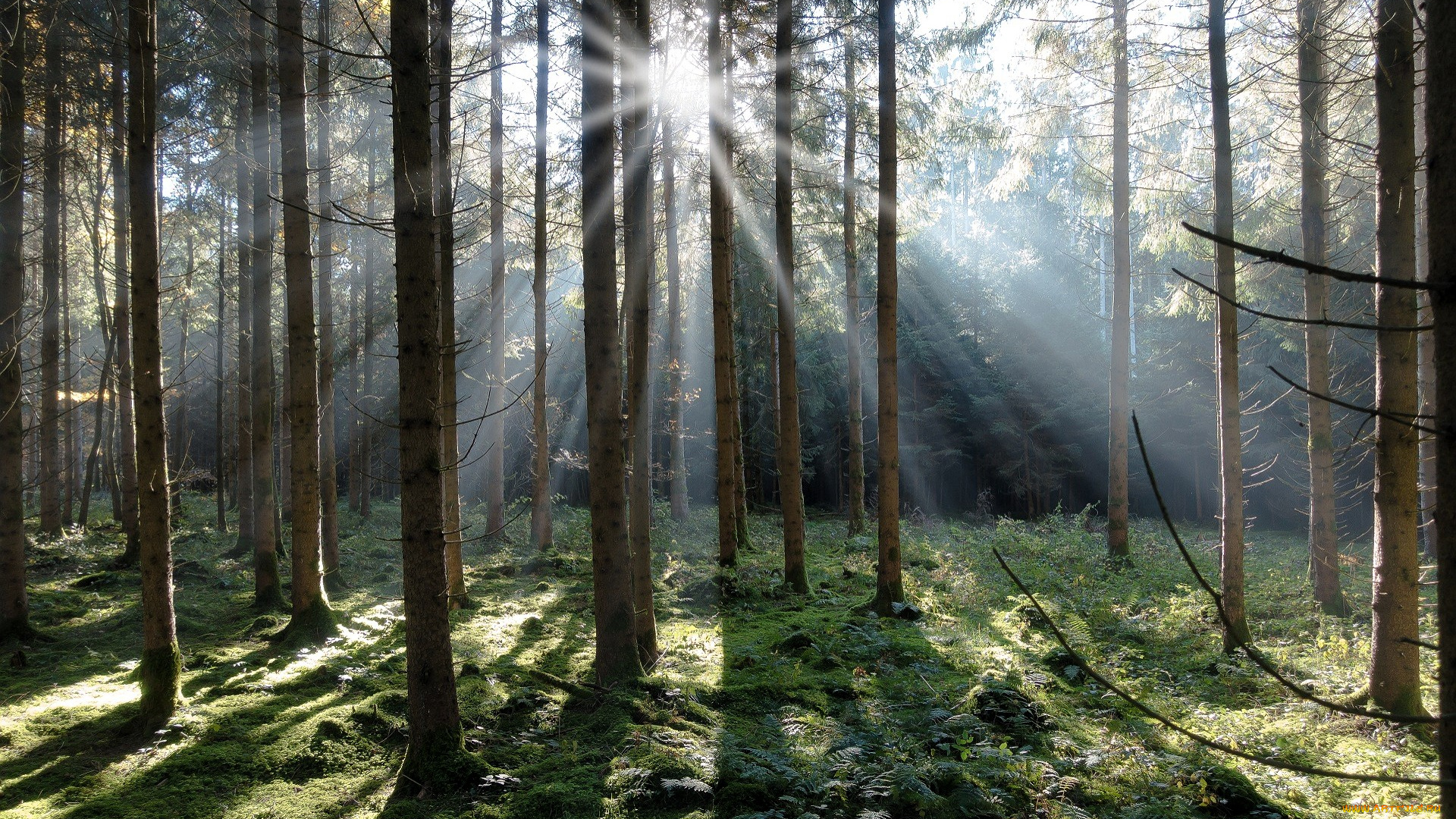 природа, лес, мох, папоротник, лучи