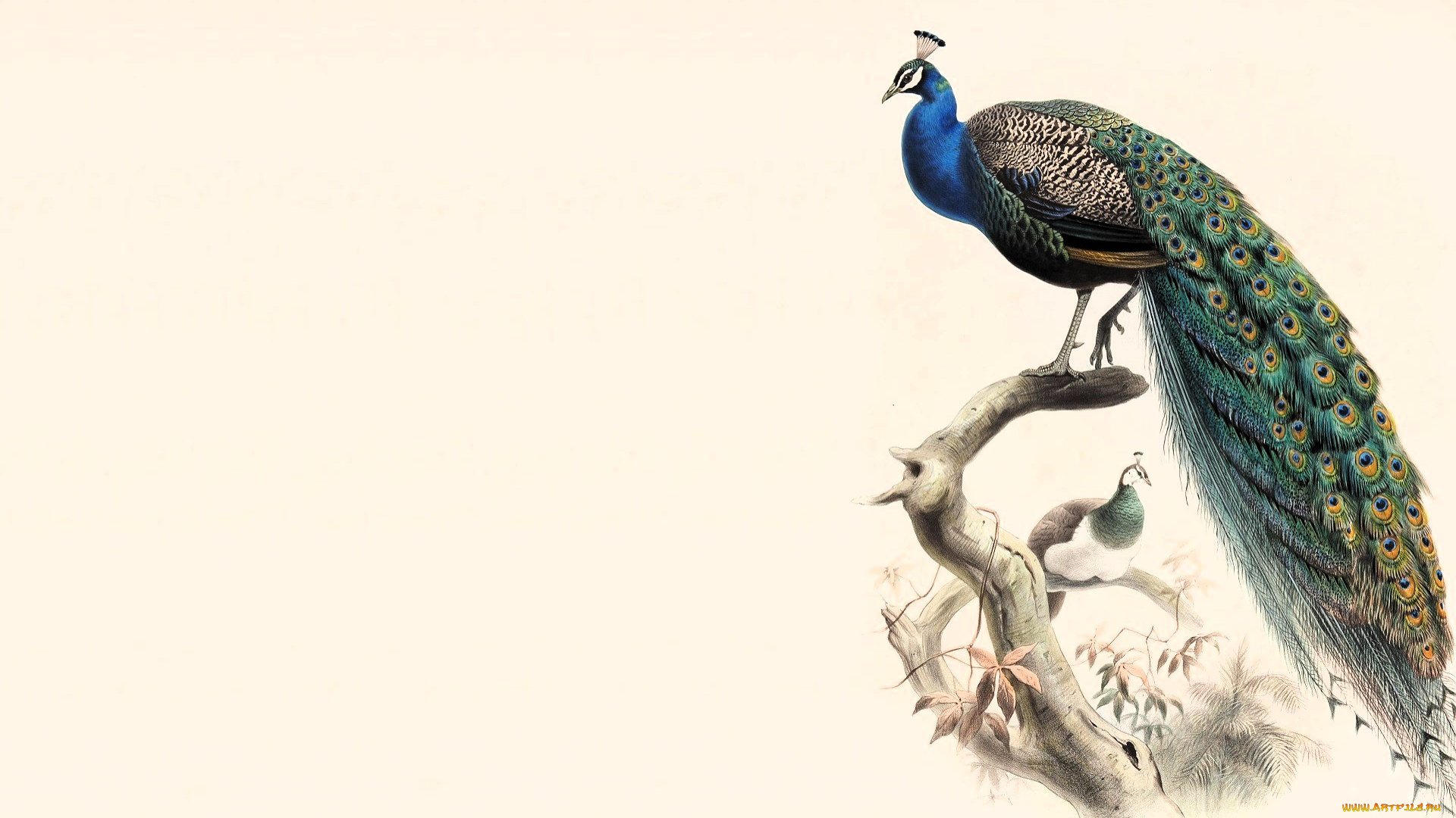 рисованное, животные, , птицы, , павлины, павлины, ветки