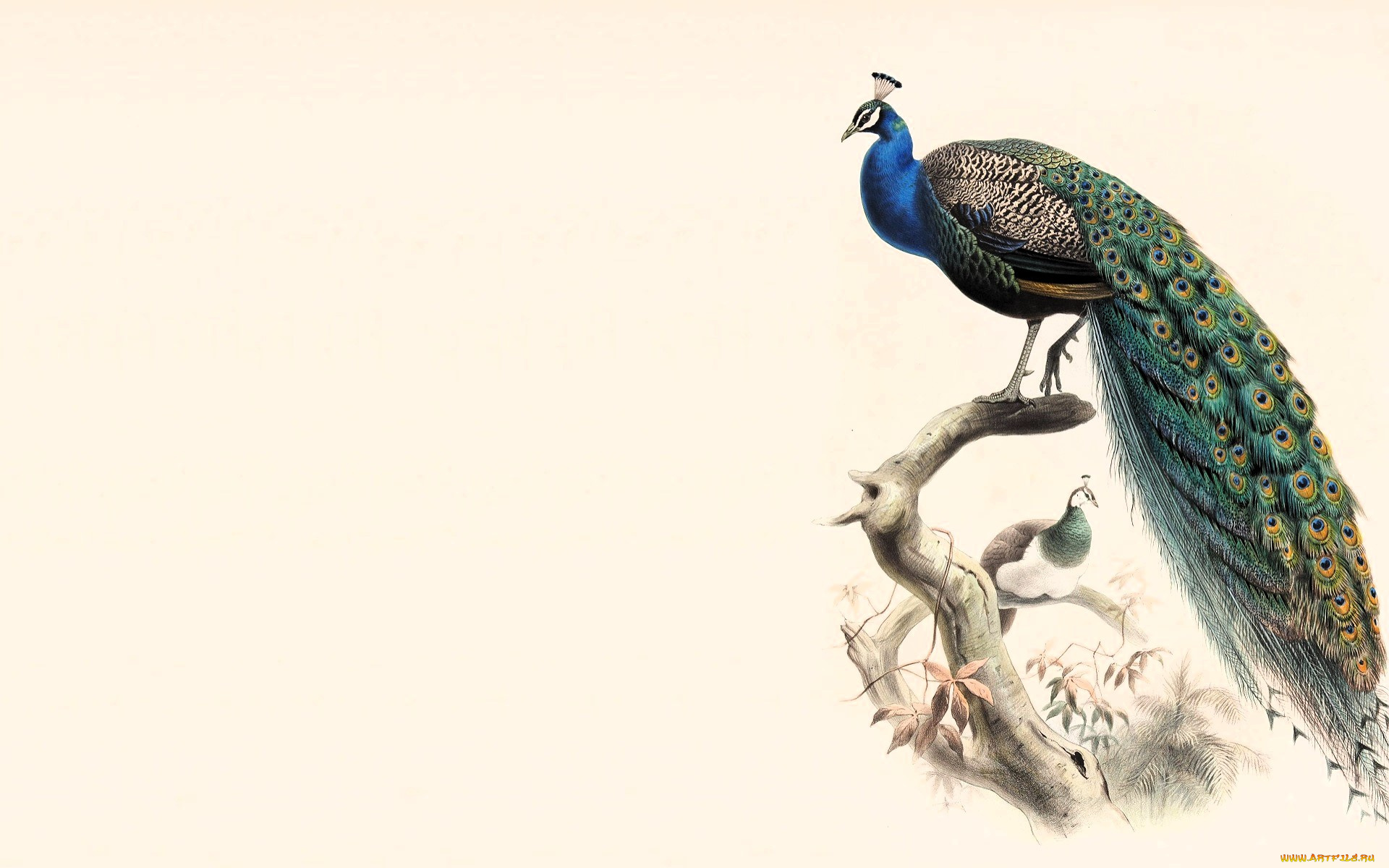 рисованное, животные, , птицы, , павлины, павлины, ветки