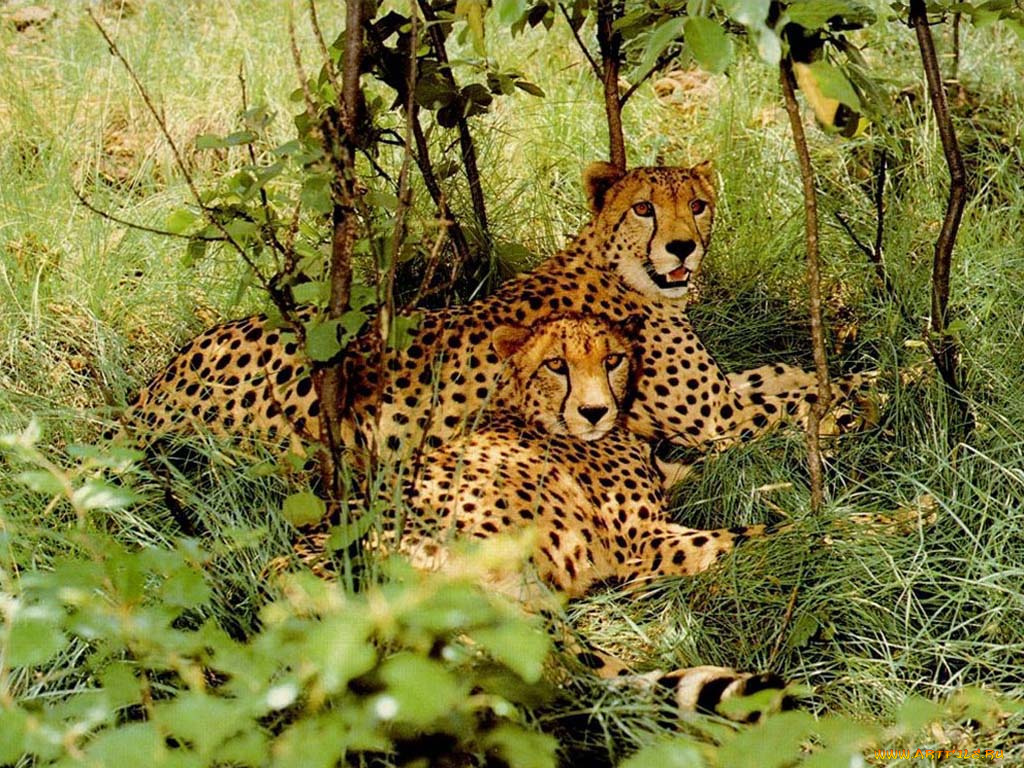 животные, гепарды