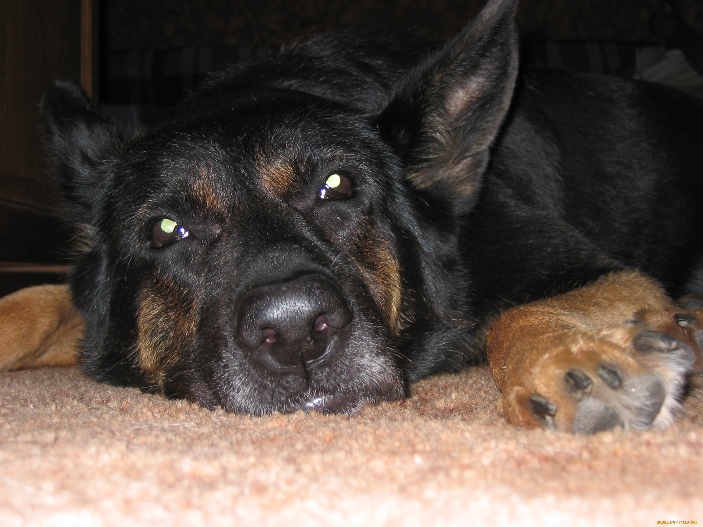 дорф, животные, собаки