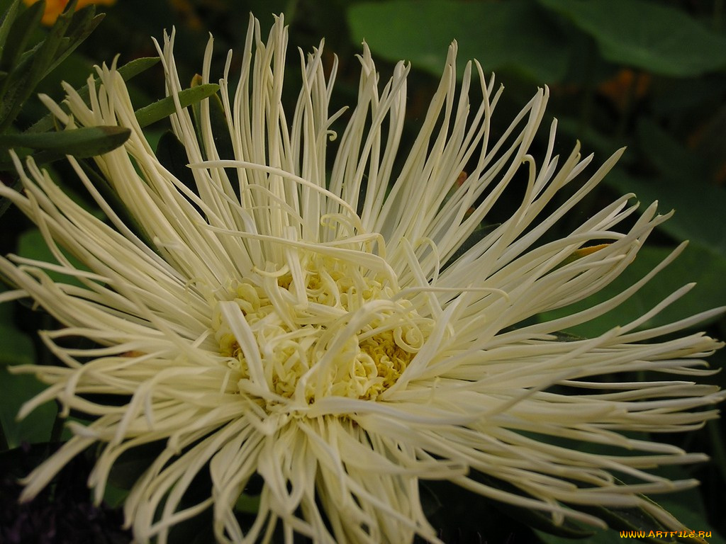 цветы, астры