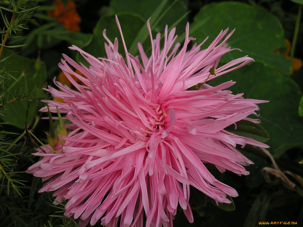 цветы, астры