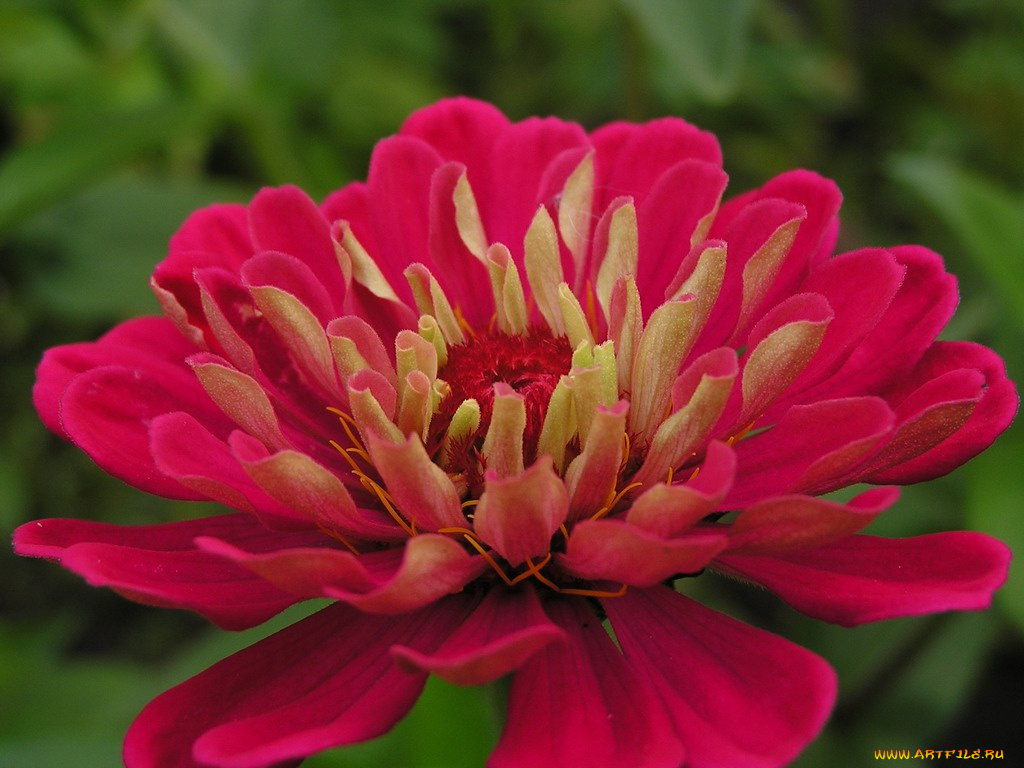 цветы, цинния