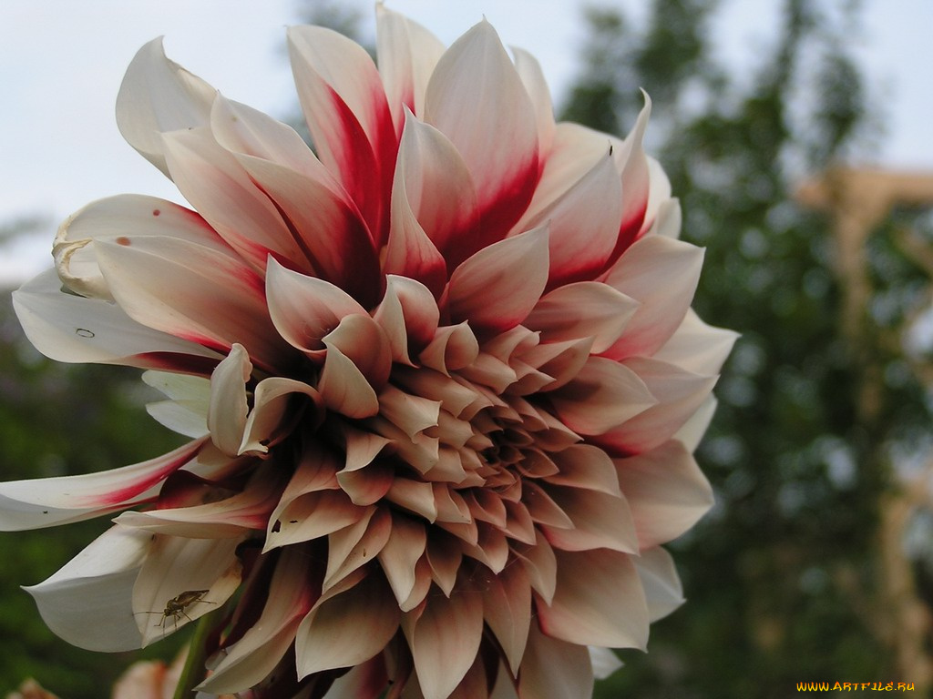 цветы, георгины