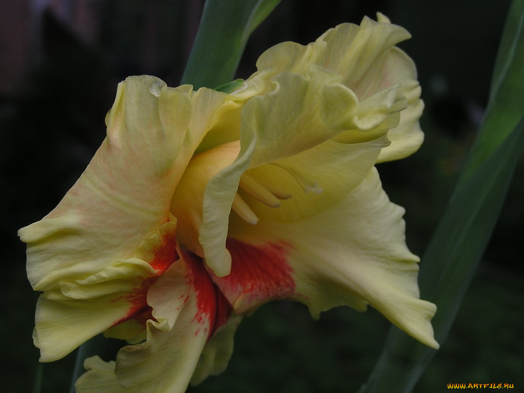 цветы, гладиолусы