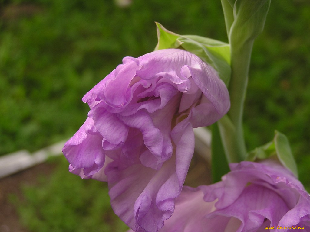 цветы, гладиолусы