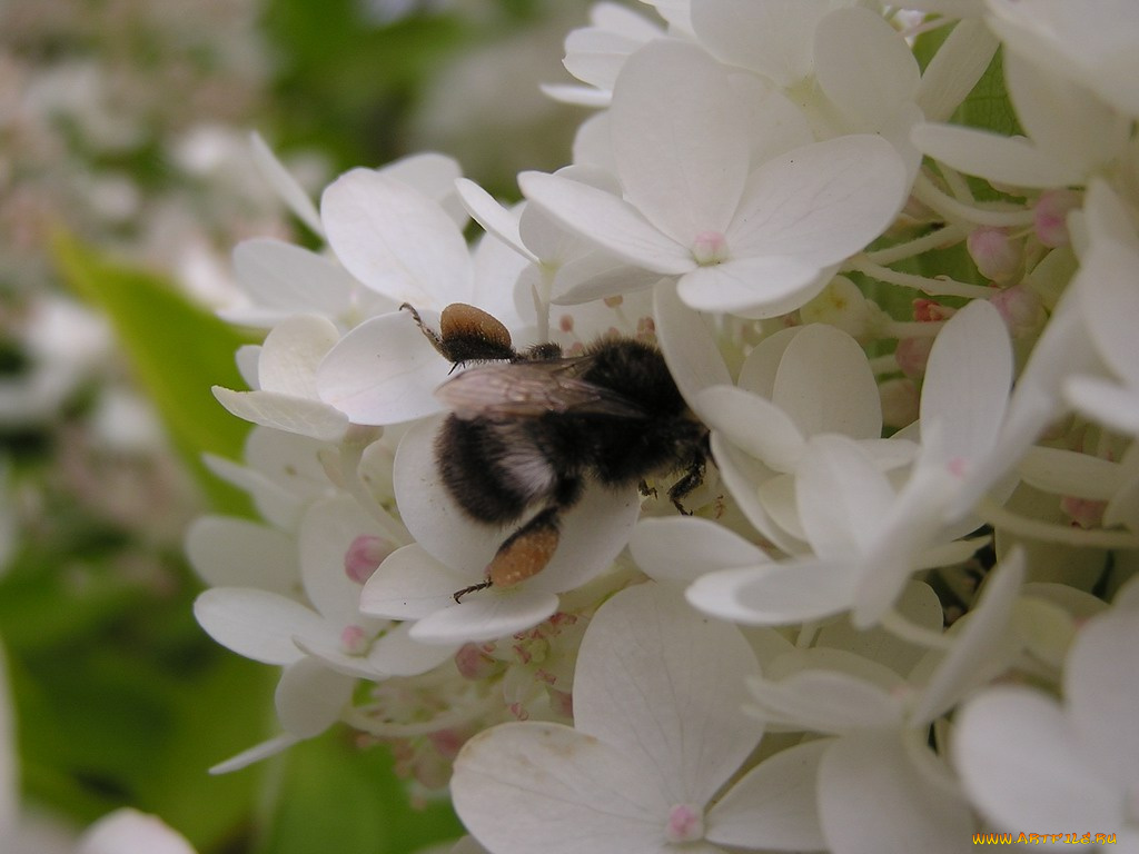 цветы, гортензия