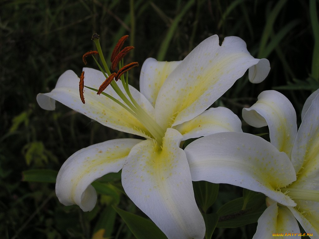 цветы, лилии, лилейники