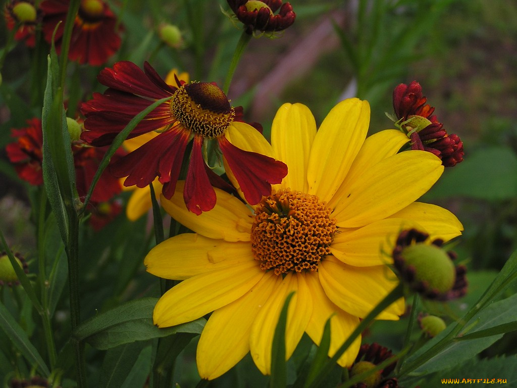 цветы, разные, вместе