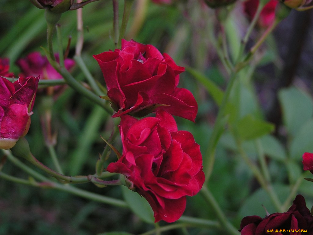 цветы, розы