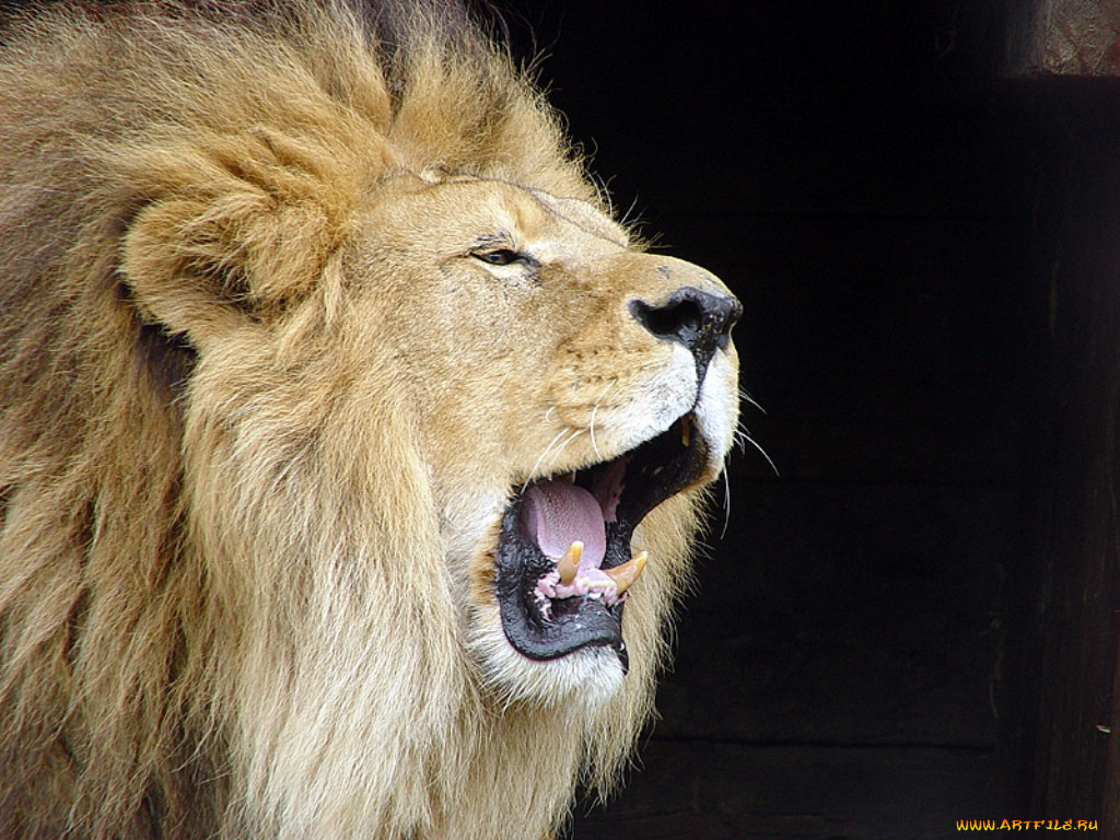 животные, львы