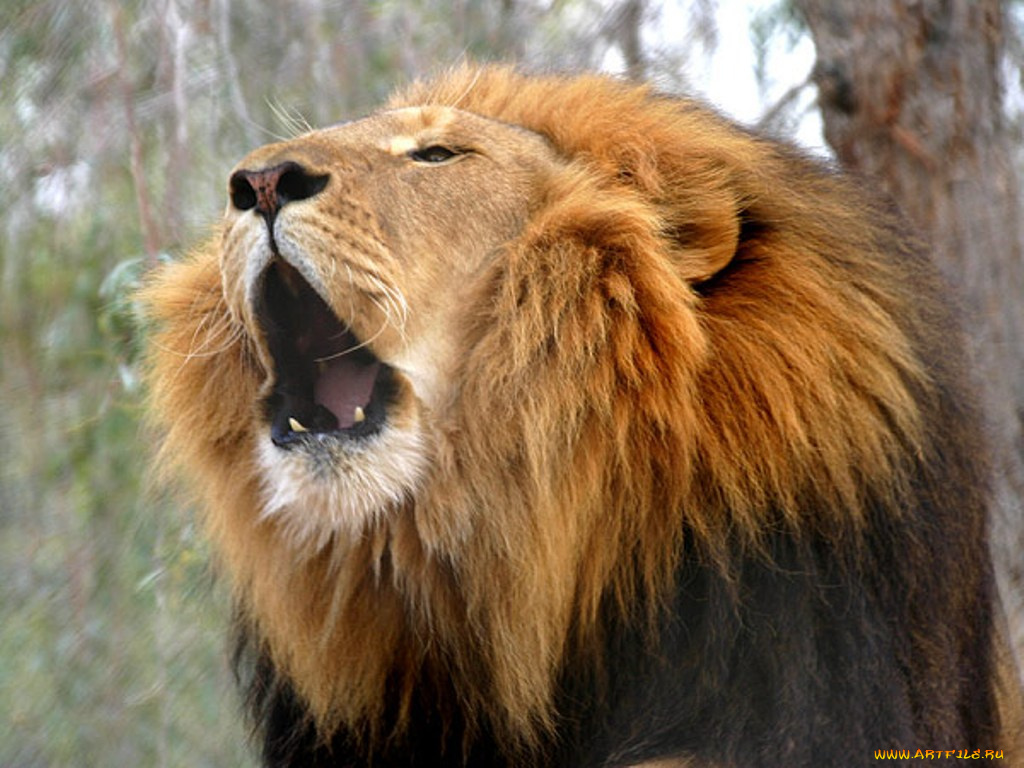животные, львы