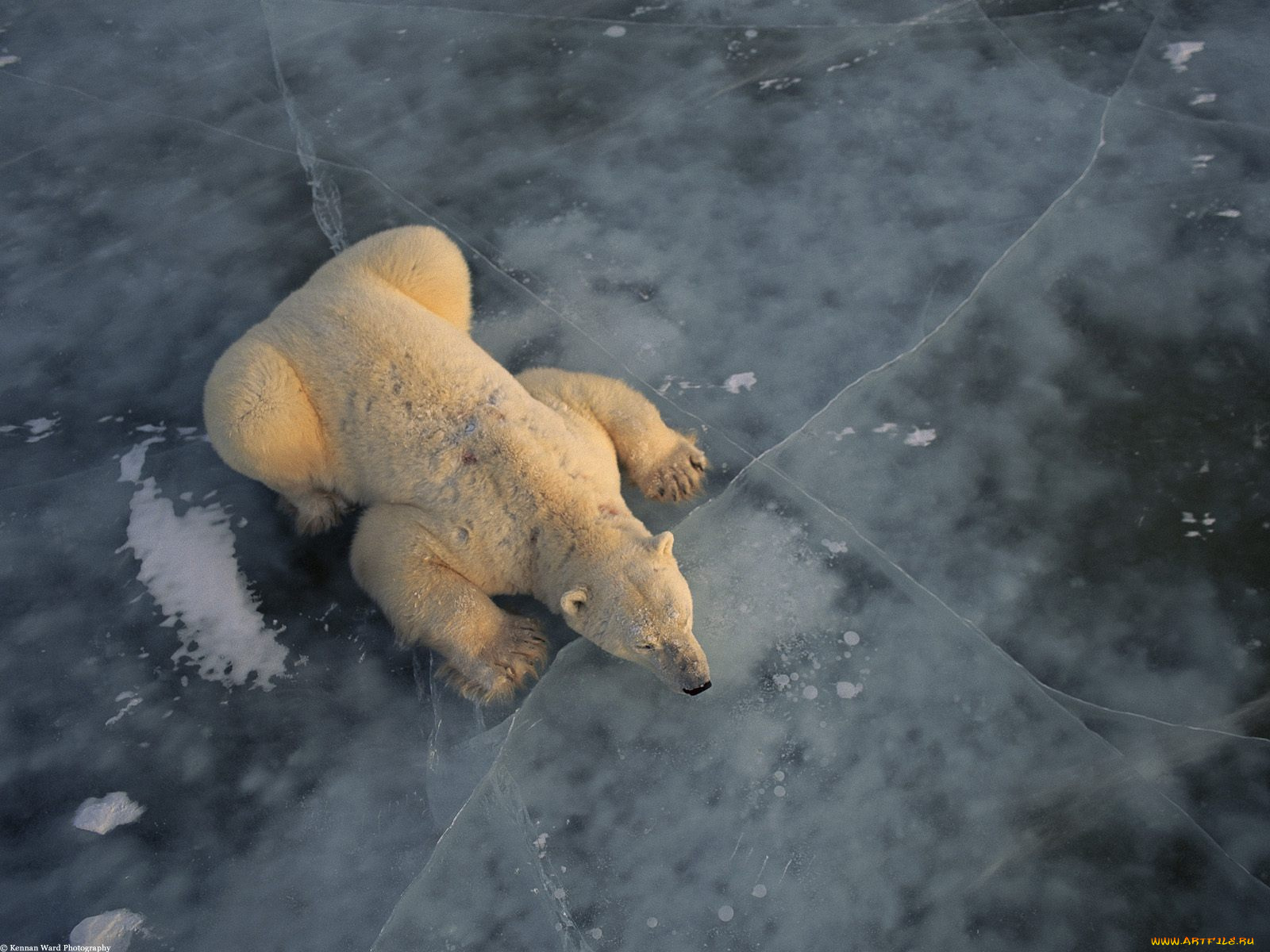 ice, fishing, животные, медведи