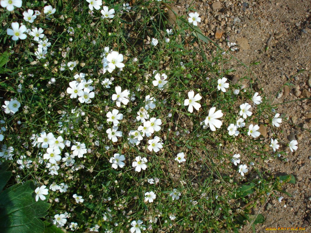 цветы, луговые, полевые
