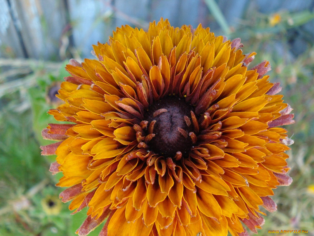 цветы, рудбекия