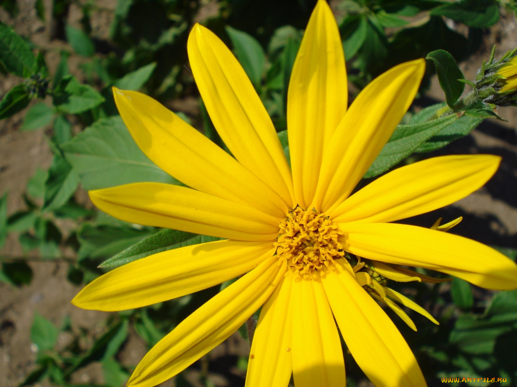 цветы, рудбекия