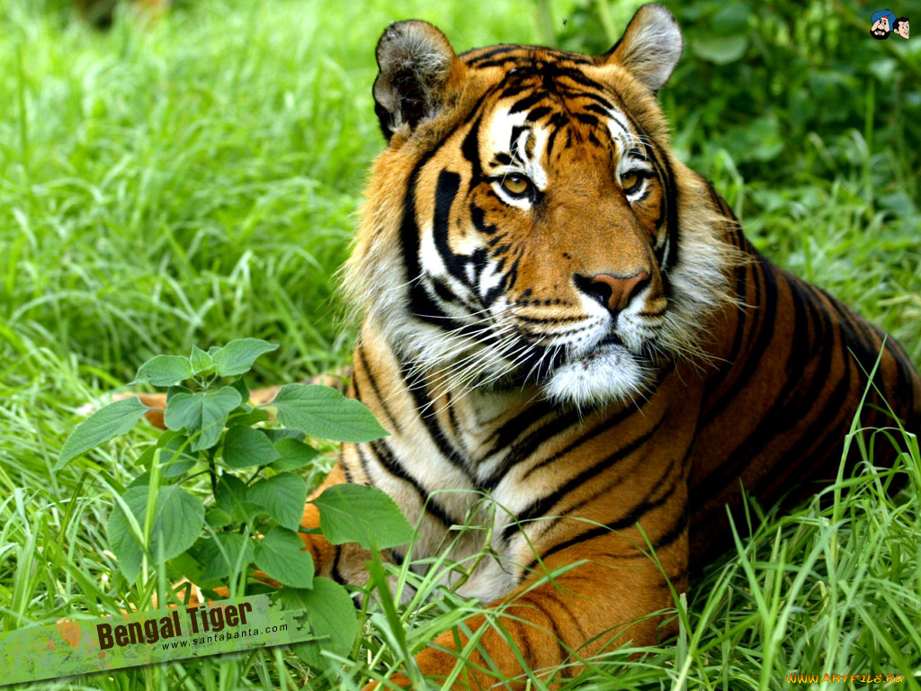 животные, тигры