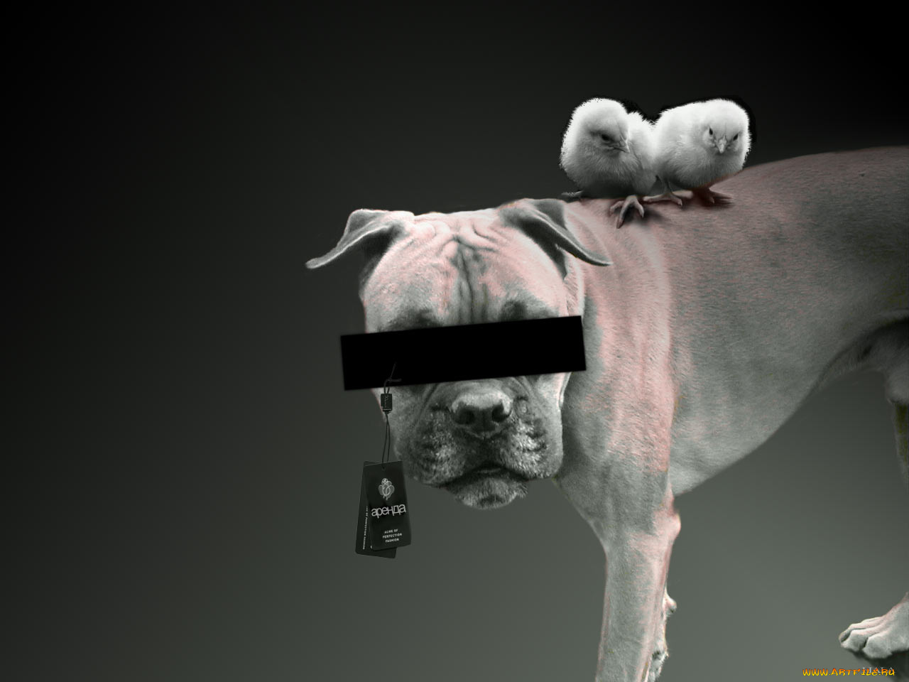 юмор, приколы