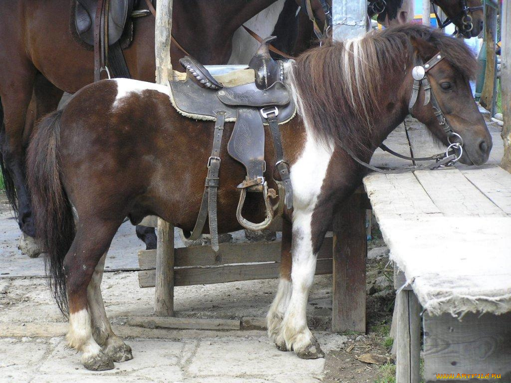 животные, лошади