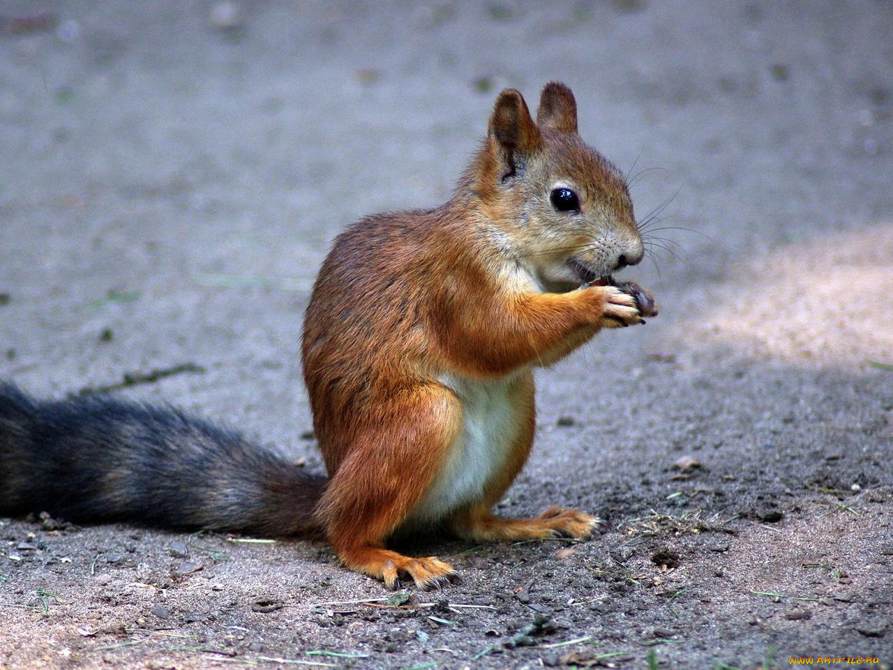 животные, белки