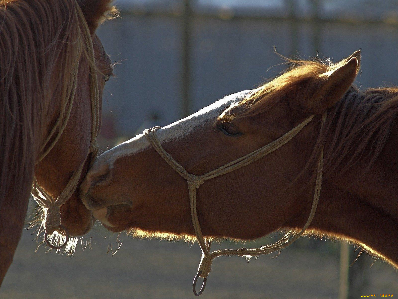 животные, лошади