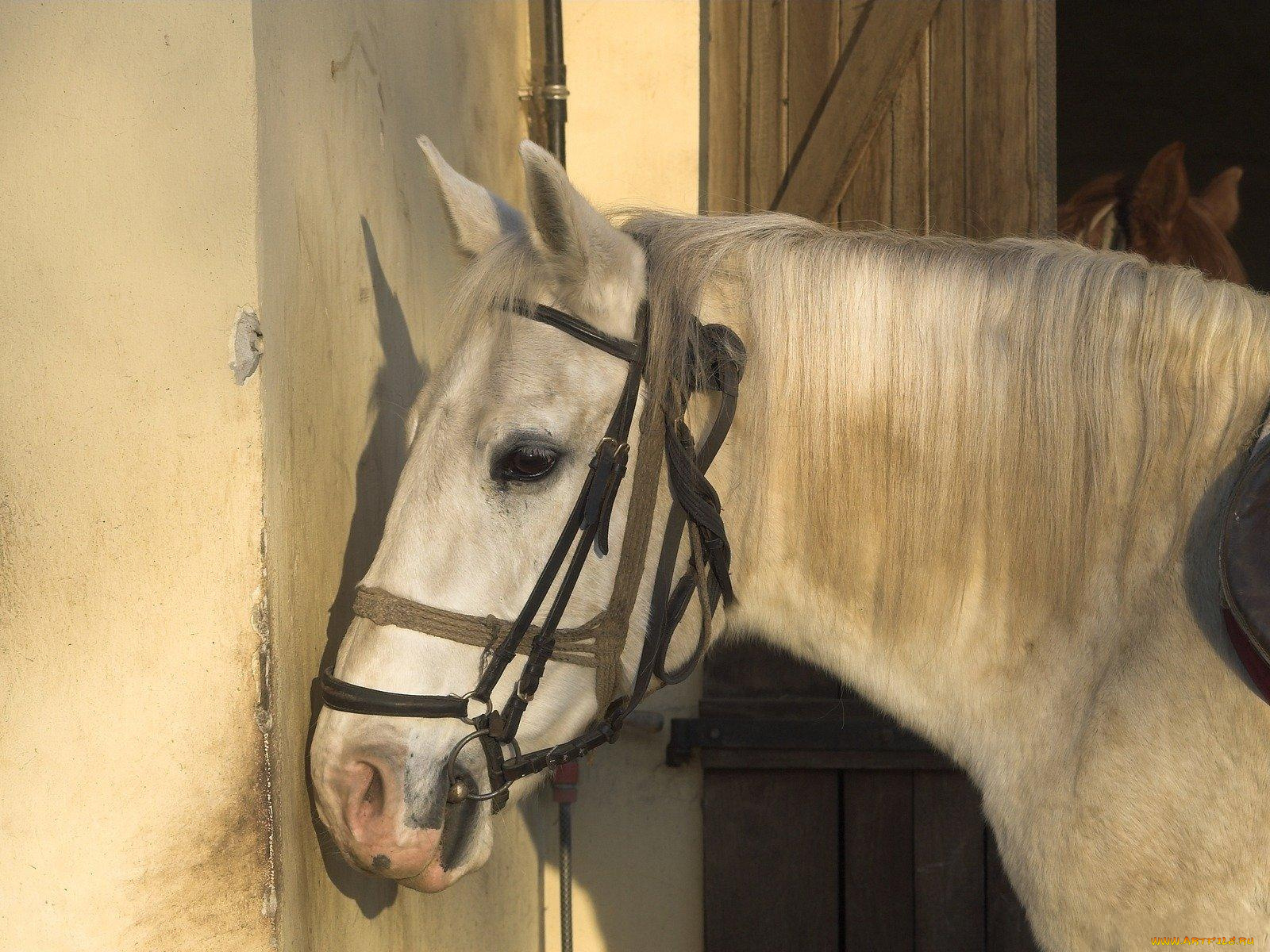 животные, лошади