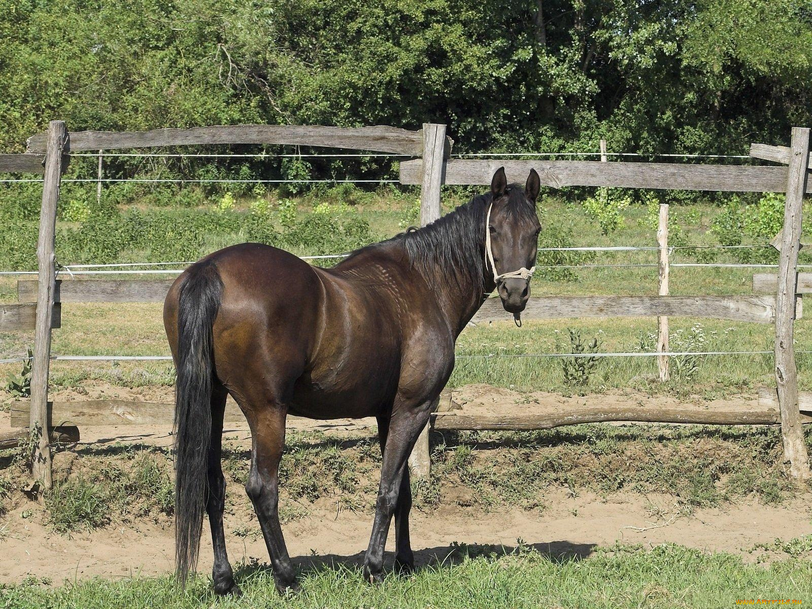 животные, лошади