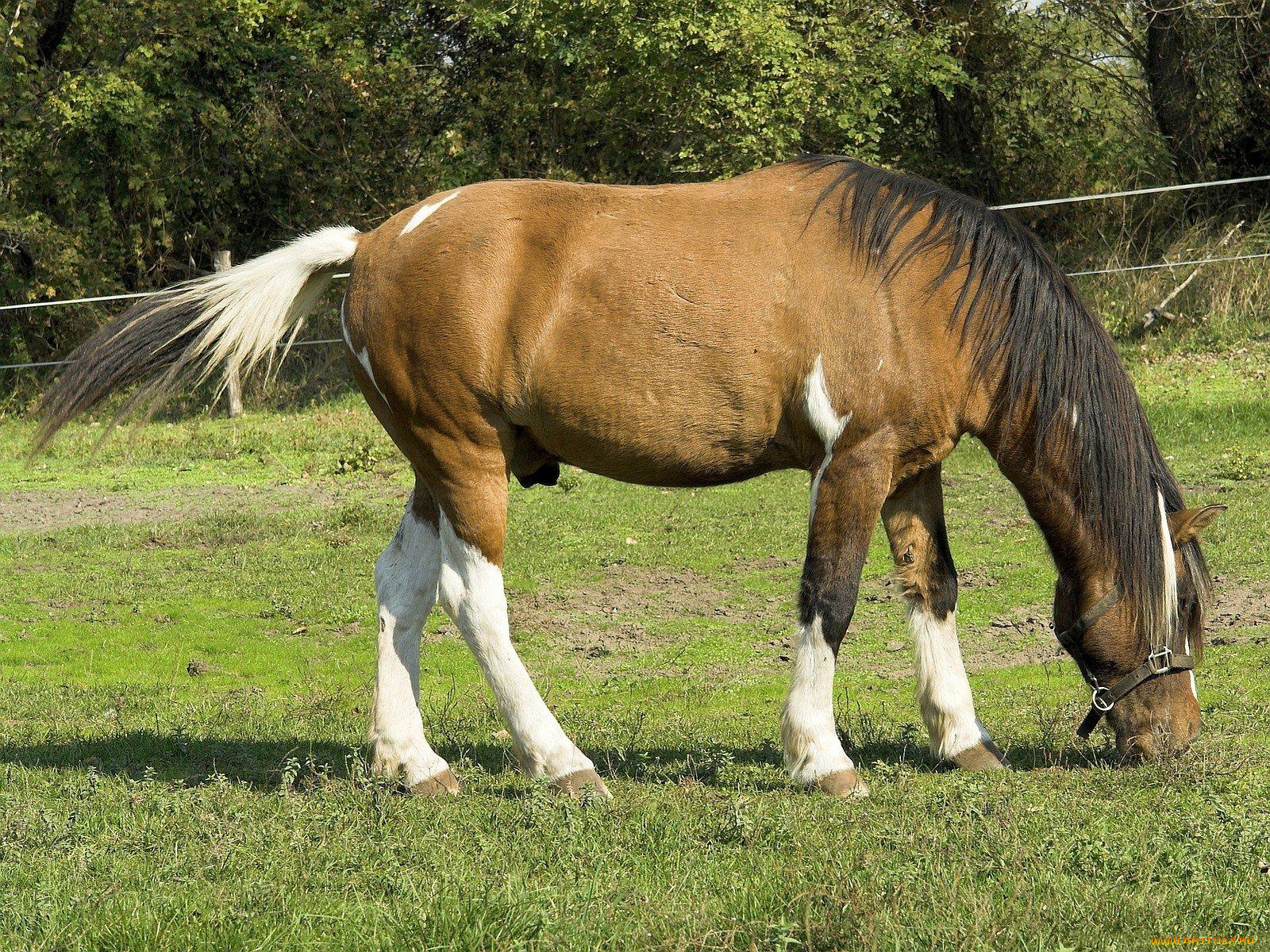 животные, лошади