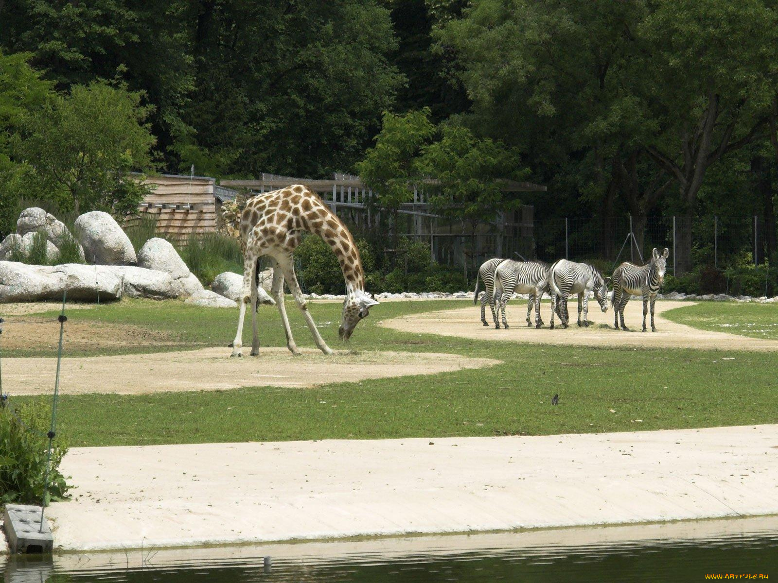 животные, разные, вместе