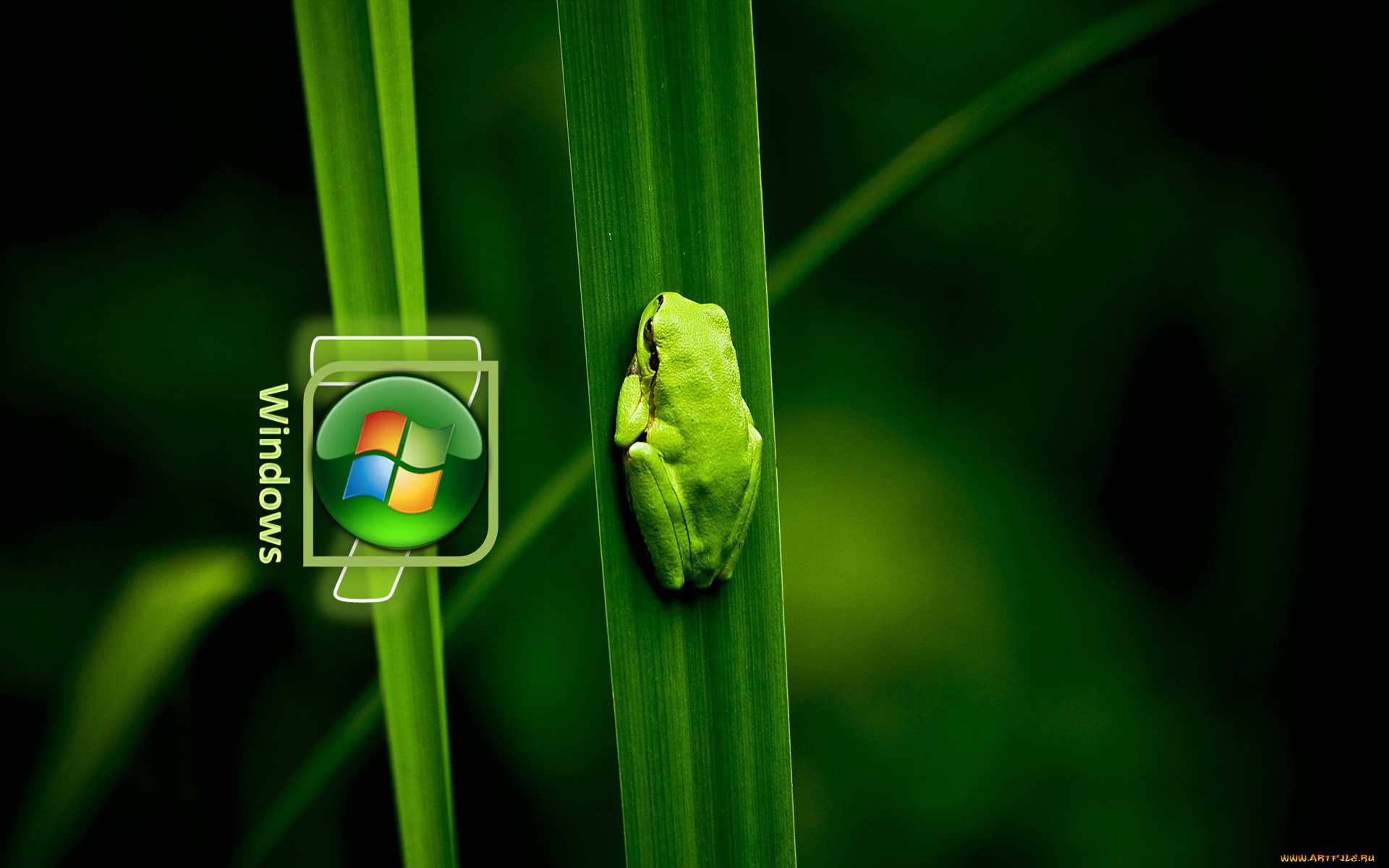 компьютеры, windows, vienna