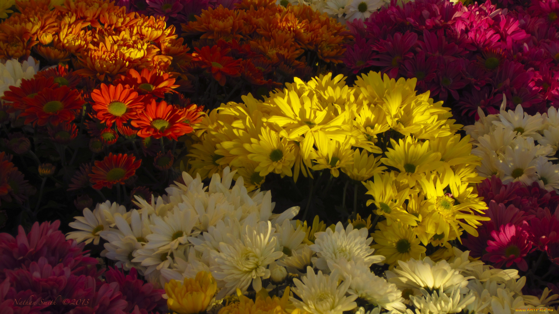 цветы, хризантемы, лепестки