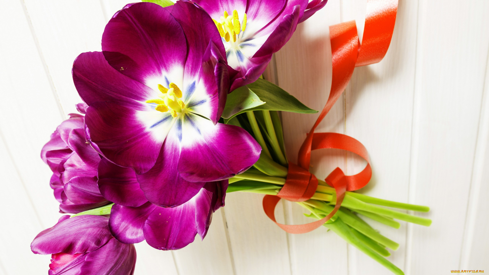 цветы, тюльпаны, ленточка