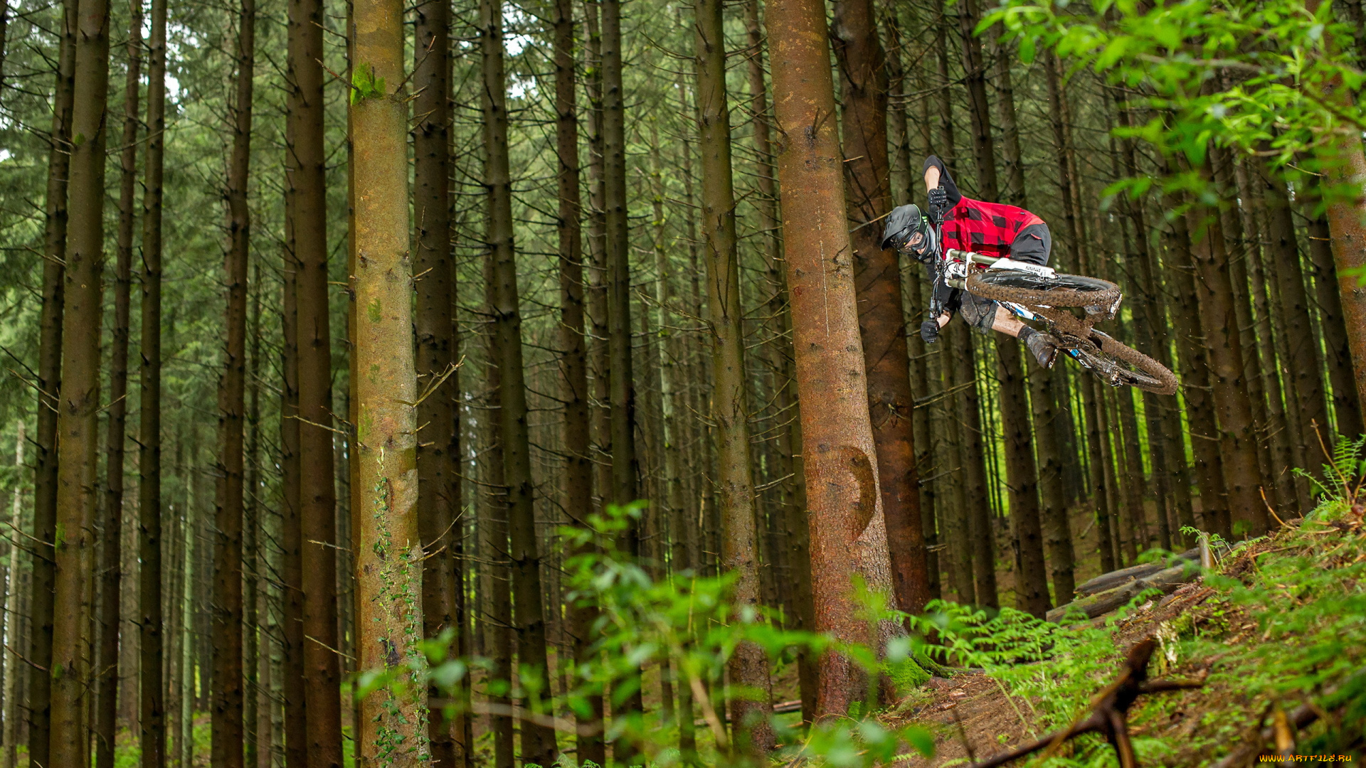 спорт, велоспорт, лес, гонка, велосипед