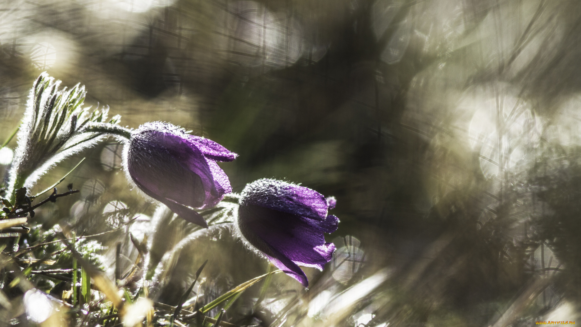 цветы, анемоны, , сон-трава, grass, blossom, anemones, травка, цветение