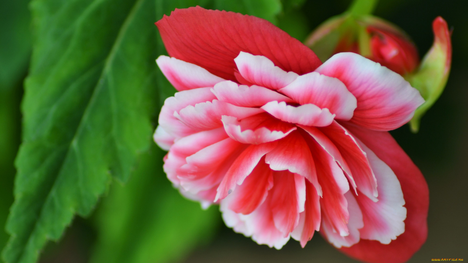 цветы, бегония, цветение