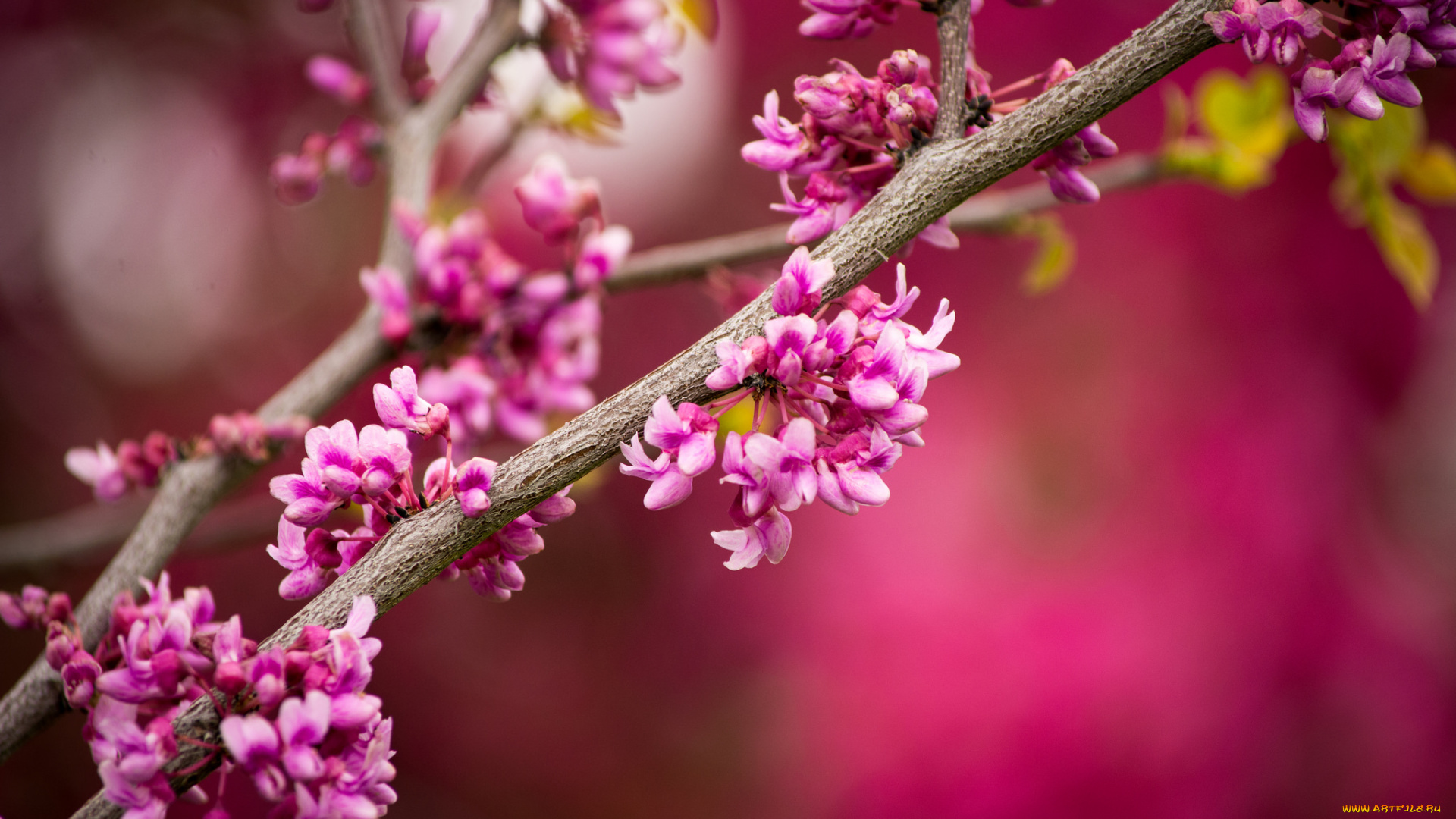 цветы, цветущие, деревья, , , кустарники, цветение, розовые, ветки, дерево