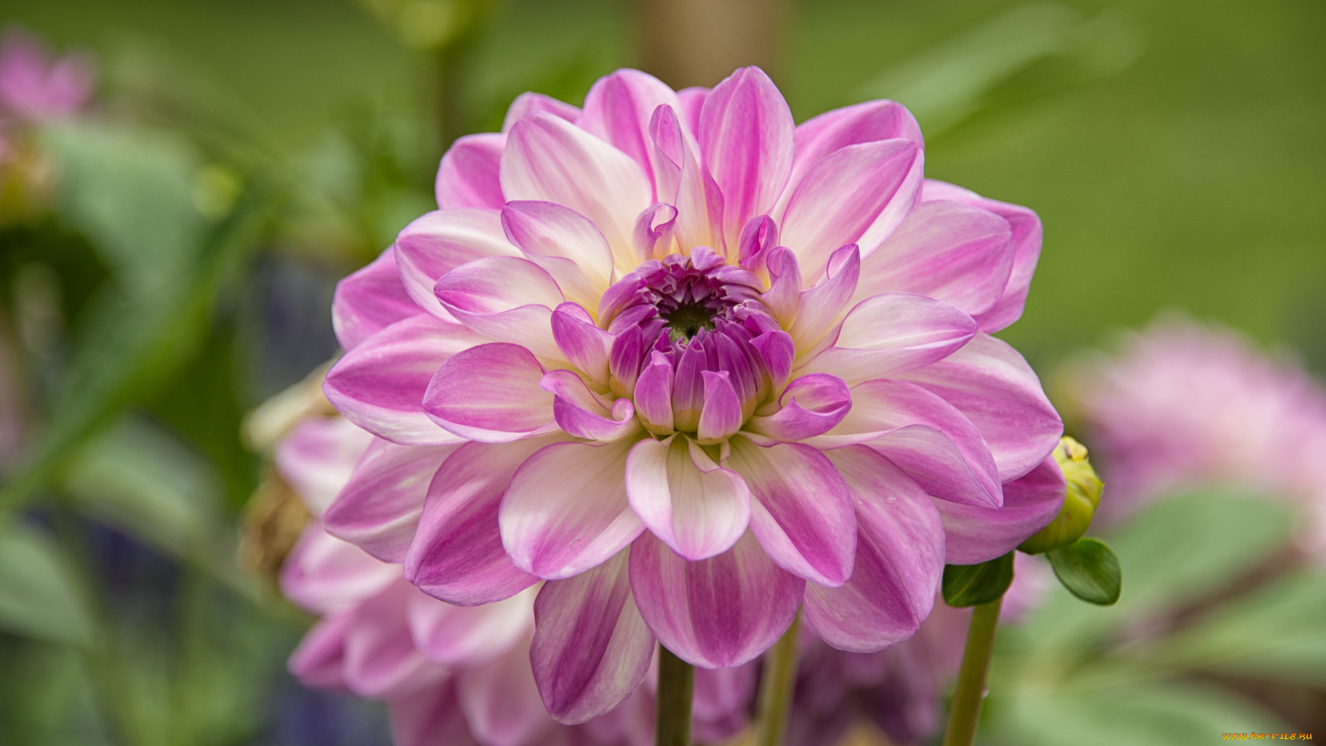 цветы, георгины, цветок, георгин, розовый, цветение, лепестки