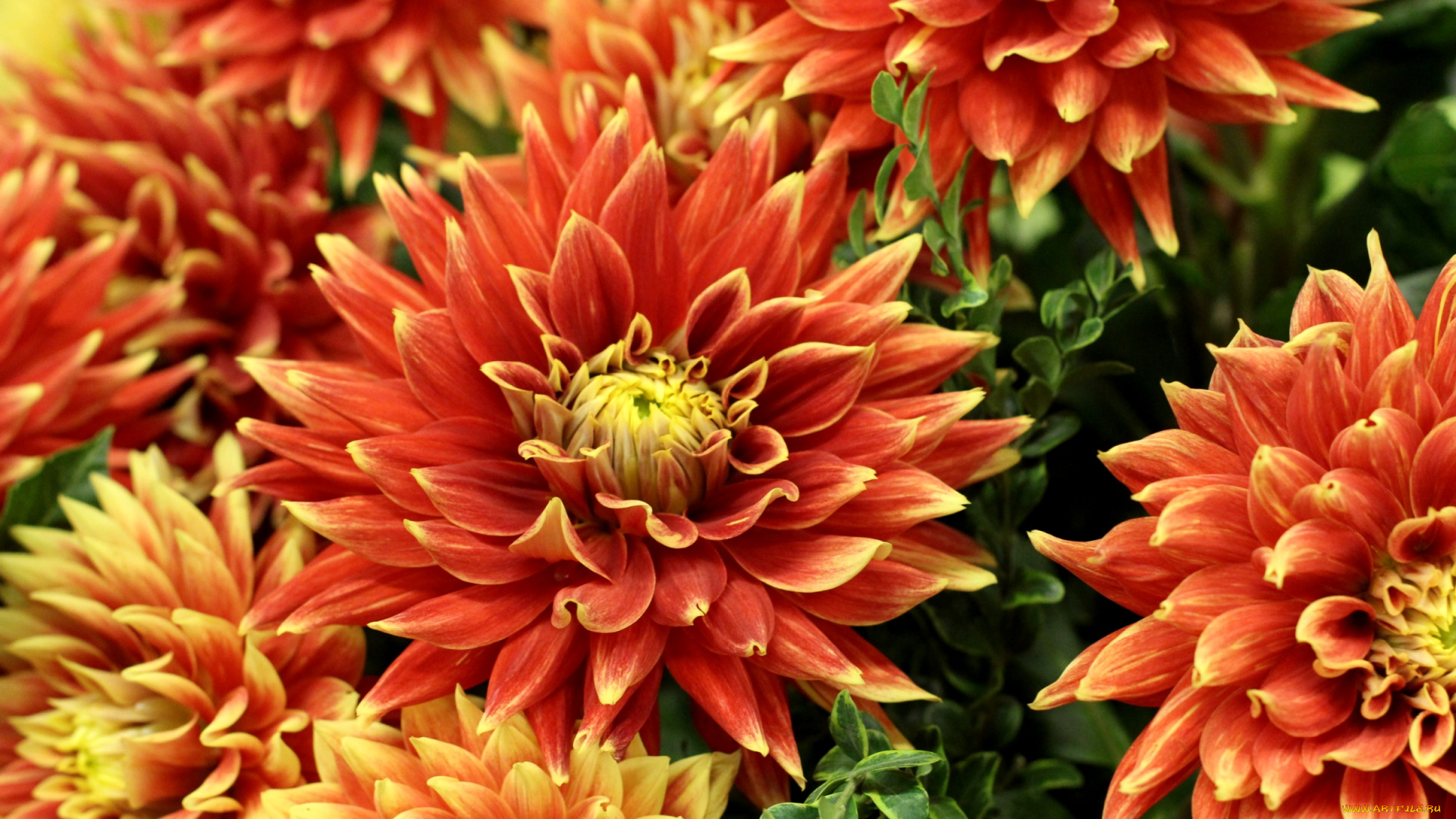 цветы, георгины, осень